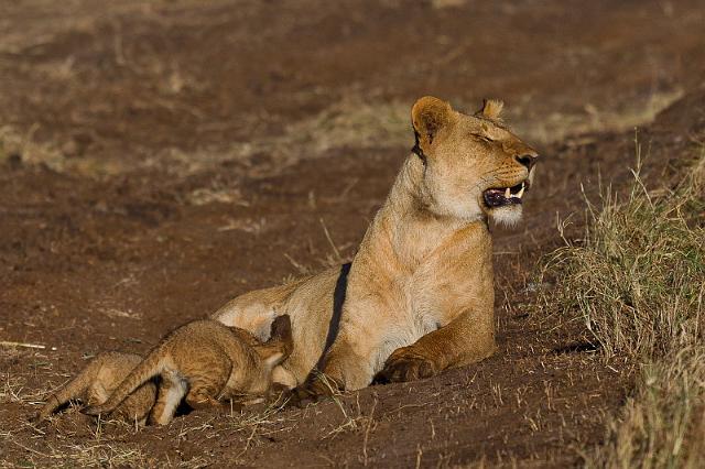 066 Kenia, Masai Mara, leeuwen, marsh pride.jpg